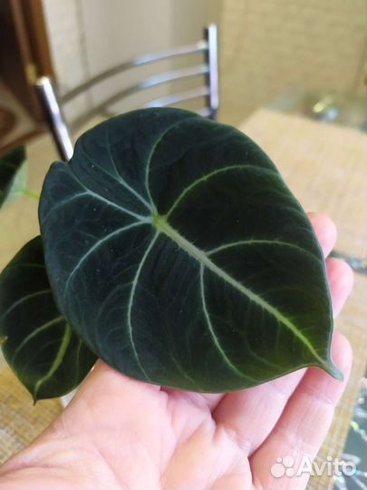 Алоказия блек вельвет