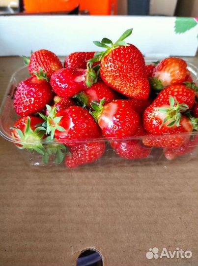Клубника свежая
