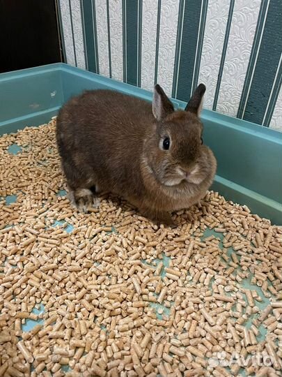 Карликовый кролик минор
