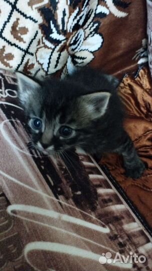 Кошка в дар бесплатно