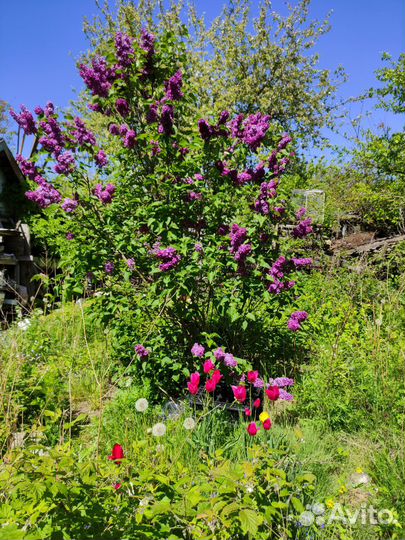 Куст сирени