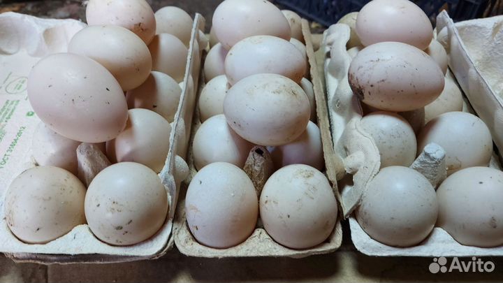 Яйцо домашнее