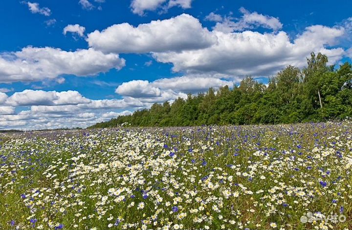 Мёд Алтайский опт