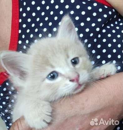 Котенок персиковый