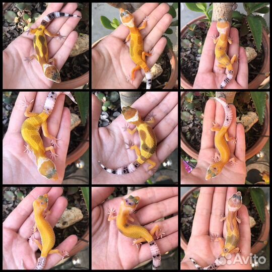 Гекконы эублефары