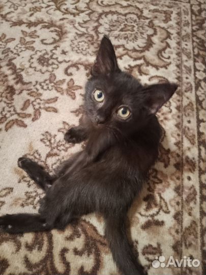 Отдаю кошечку малютку