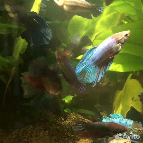 Аквариумные рыбки петушок