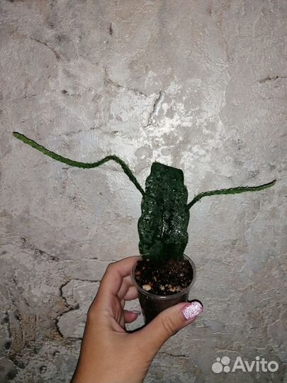Эпифиллум гибискус редкие коллекционные