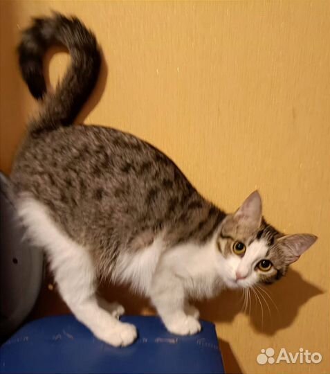 Кошка в добрые руки