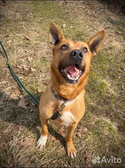 Собака в добрые руки отдам бесплатно