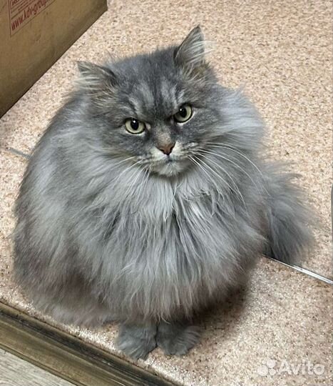 Красивая кошечка