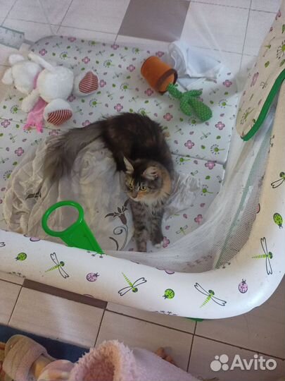 Случка кошки