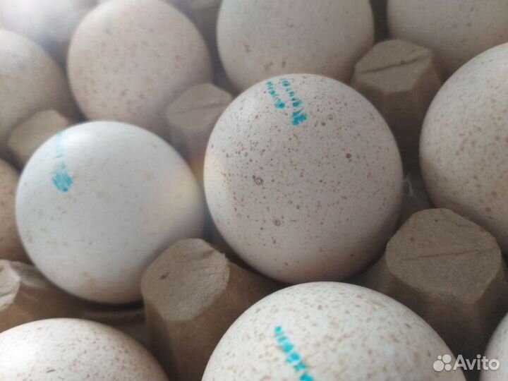 Инкубационное яйцо индейки