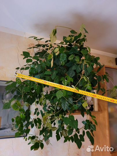 Цысус (березка)