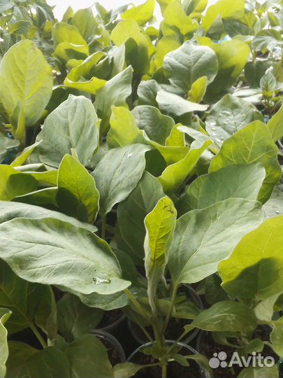 Рассада. Помидоров. Перца. Баклажан