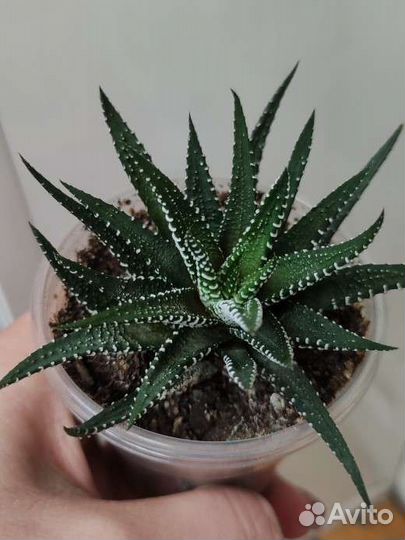 Граптоседум, хавортия, алоэ