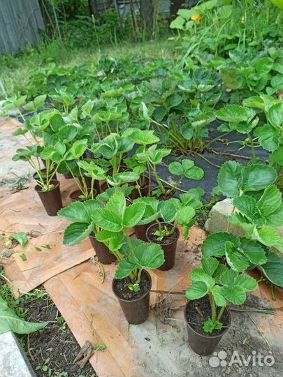 Клубника Купчиха Рассада