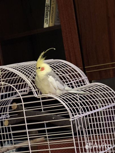 Корелла с клеткой