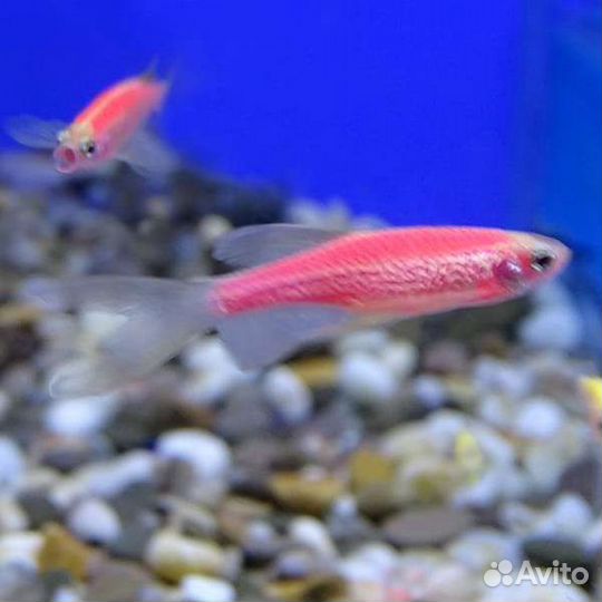 Розовые Данио