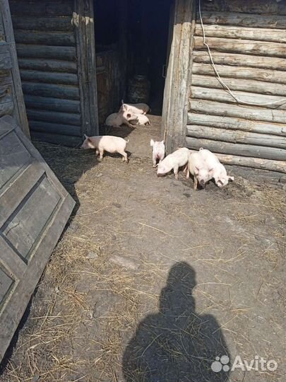 Поросята