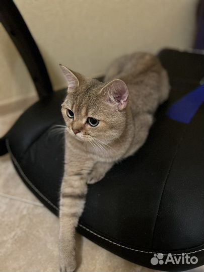Кот на вязку