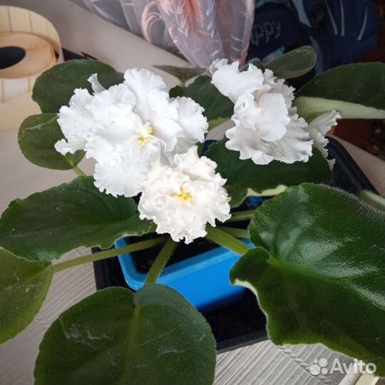 Комнатные растения цветы