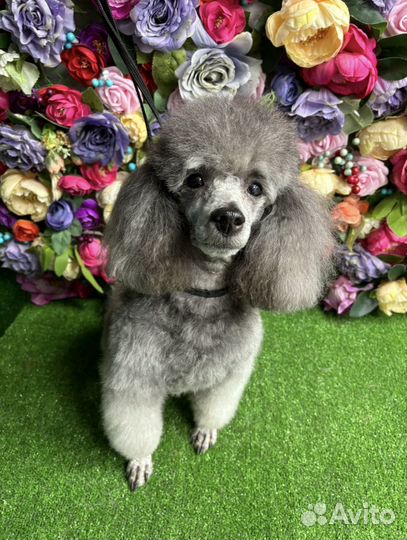 Груминг Стрижка собак