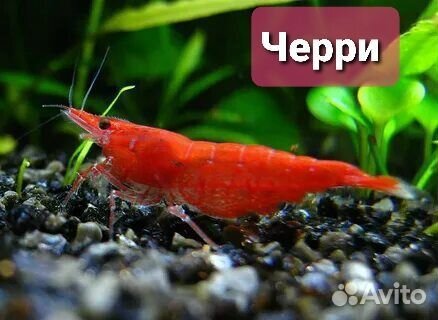 Аквариумные креветки Черри