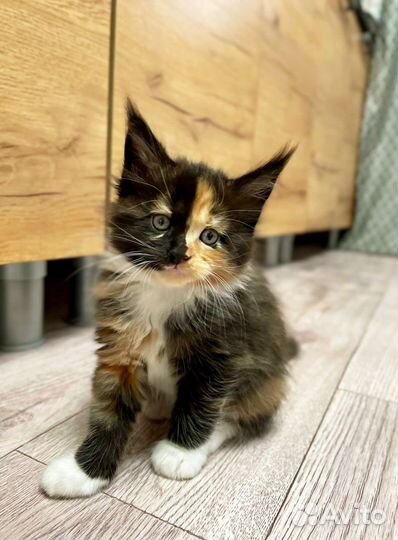 Котята мейн-кун