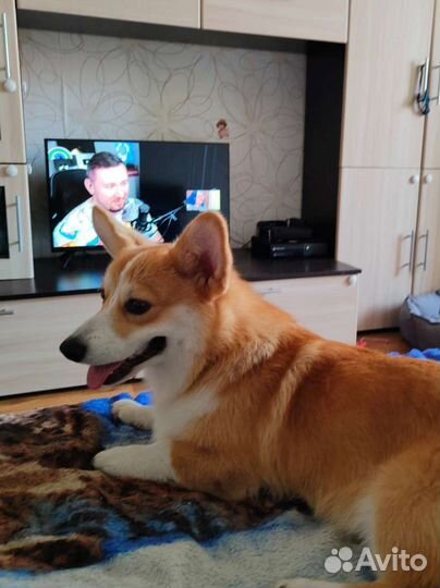 Передержка животных-Зооняня