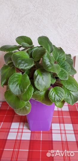 Фиалка сортовая