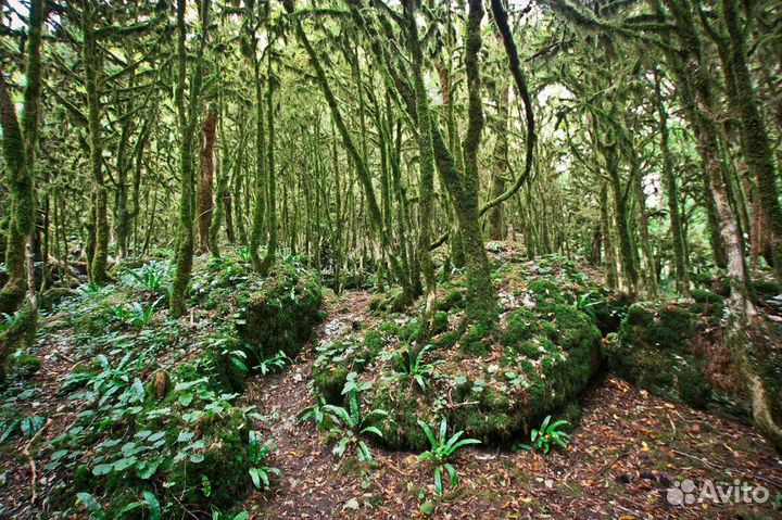 Туры по Абхазии