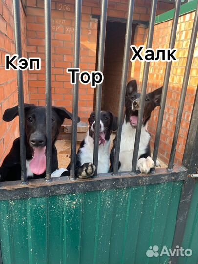 Сектор Е приюта Малинки нуждается в помощниках