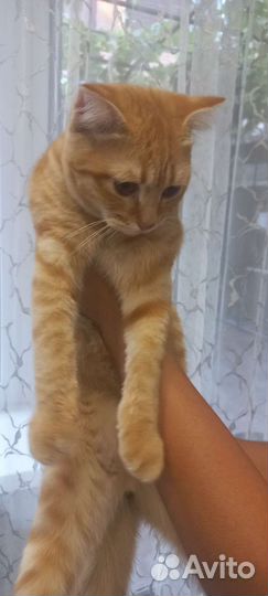 Потеряшка рыжий котик