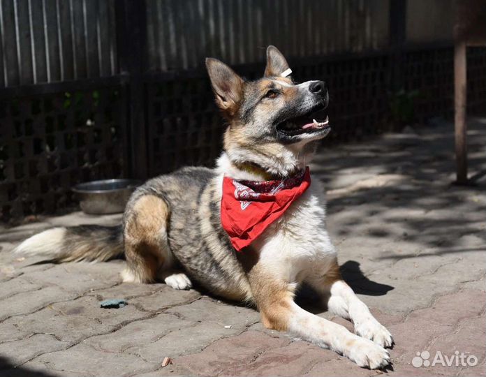 Собака в добрые руки