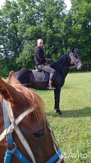 Конные прогулки