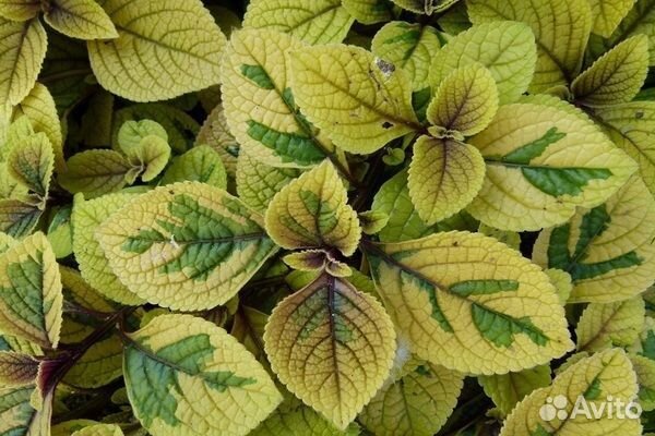 Комнатные растения