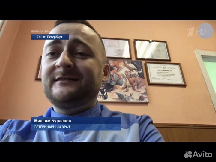 Вет. врач. Стерилизация кошек и собак на дому