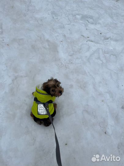 Зимний комбинезон для маленькой собаки