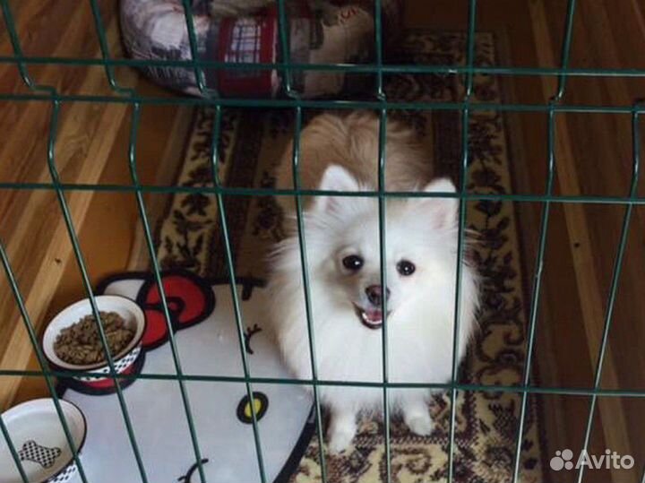 Гостиница для собак