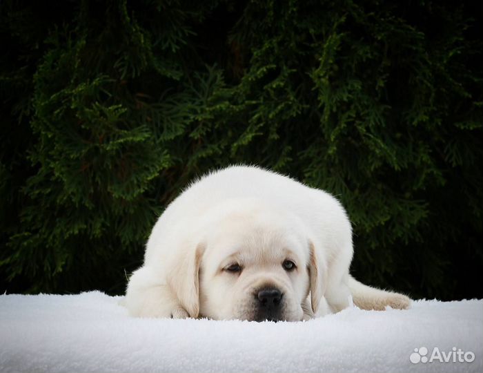 Щенки лабрадора из питомника