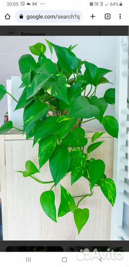 Сциндапсус золотистый