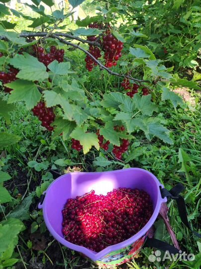 Смородина красная и черная