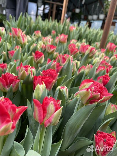 Луковицы тюльпанов после выгонки