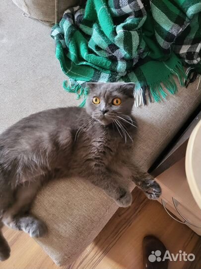 Шотландский вислоухий кот