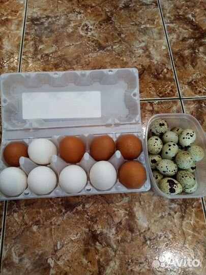 Домашние куриные, перепелинные яйца