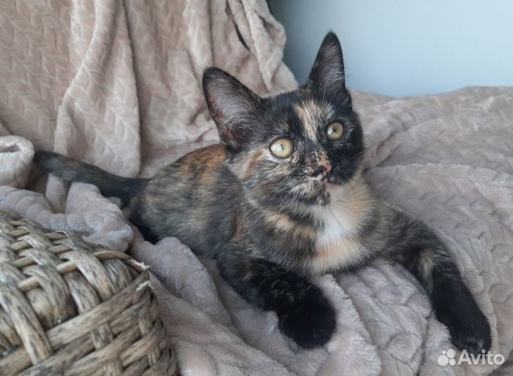 Спасите Куклу