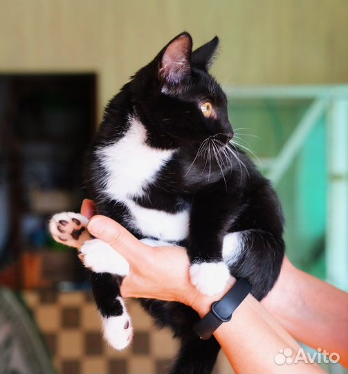 Удивительный, ласковый чёрно-белый котёнок 4 мес