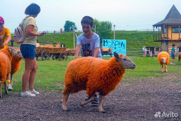 Кудыкина гора 8 сентября