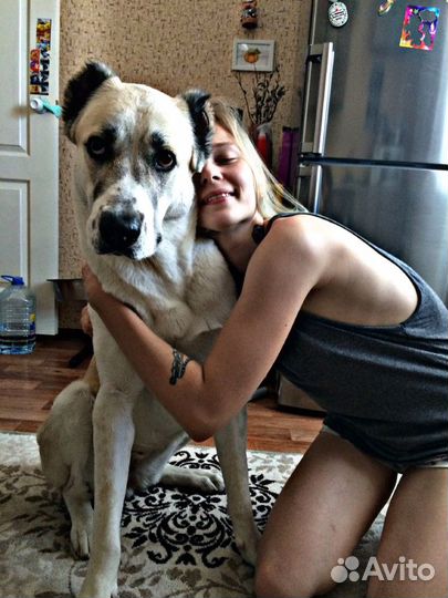 Выгул животных. Героев-Разведчиков